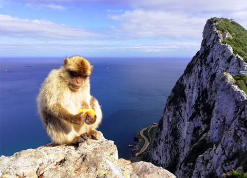 Gibraltar Małpy rejs morski